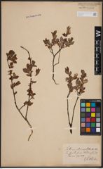 Foto von Salix aurita L. x Salix myrtilloides L.